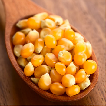 Pattogtatni való kukorica